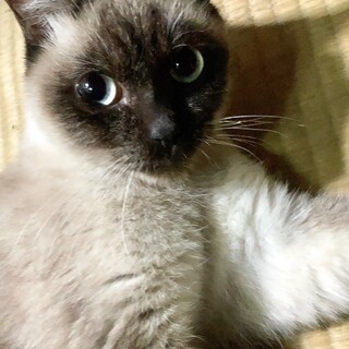 【1/26⭐️堺東にて譲渡会】参加猫チャムくん