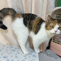 in岡崎市☆子猫たくさん！保護猫をオウチに迎えよう☆2024年12月21日(土)～ちーむ にゃいんず