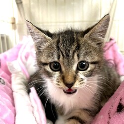 in江南市☆子猫たくさん！保護猫をオウチに迎えよう☆2024年12月22日（日）～ちーむ にゃいんず