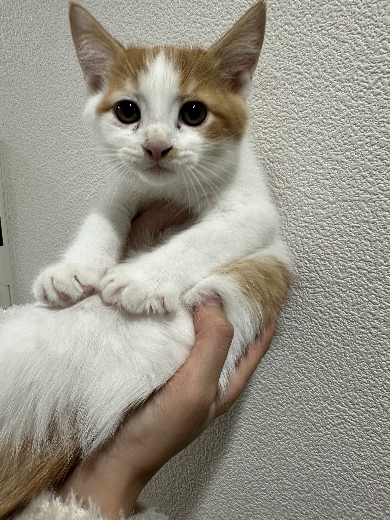 子猫 オス 2024/8」東京都 - 猫の里親募集(507581) :: ペットの