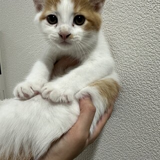 子猫 オス 2024/8/8生まれ