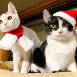 in日進市☆子猫たくさん！保護猫をオウチに迎えよう☆2024年12月22日（日）～ちーむ にゃいんず