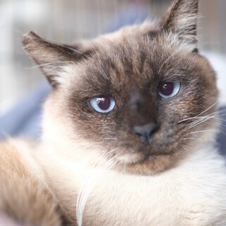 あんぷち♡家族ができました