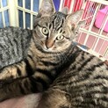 トライアルに入ります。初めての方でも飼える子です