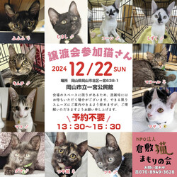 ほごっこ子猫の譲渡会（予約不要）