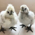 烏骨鶏 幼雛 2羽