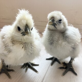 二羽の小鳥 早い者勝ち！希少なリサラーソン 陶板 二羽の鳥 トリ UNIK