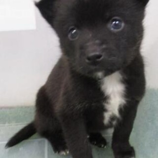 人馴れ抜群の可愛い子犬　生後1ヶ月　12月23日迄