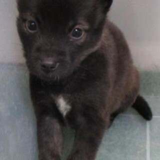 人馴れ抜群の可愛い子犬　生後1ヶ月　12月23日迄