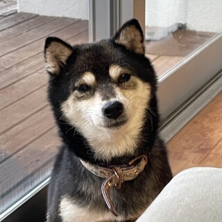 小柄でとっても甘えん坊さんな柴の女の子