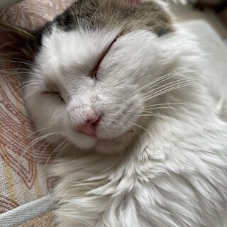 どんな人にでも懐く長毛種の男の子です！