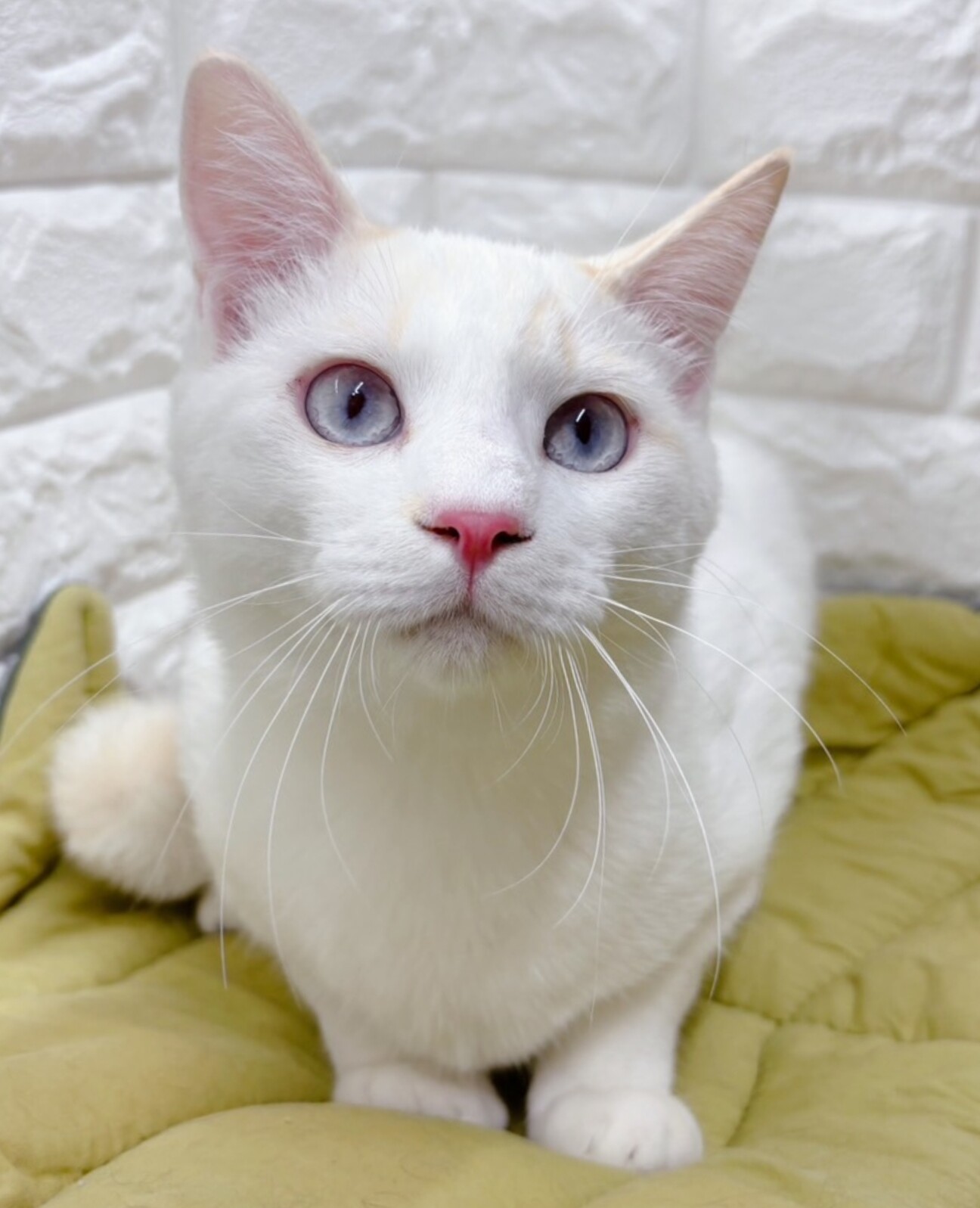 青い瞳のイケメンです♥️」東京都 - 猫の里親募集(507606