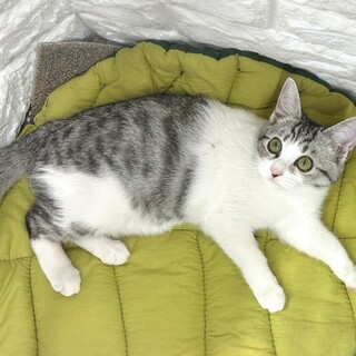 キュートなサバ白女子♥️パラダイスちゃん