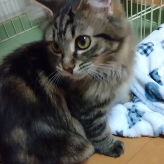 長毛洋猫ミックス♪抱っこもOKなふわふわ猫ちゃん