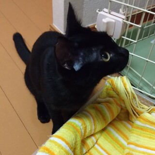 人が大好きでスリスリする黒猫ちゃん♪エイズキャリア