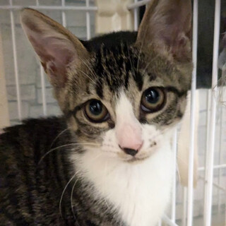 南丹市の兄妹猫なんなん♀