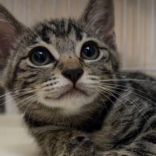 南丹市兄妹猫くるくる♀