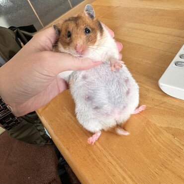 はむちーず(メス)