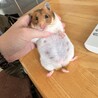 はむちーず(メス)