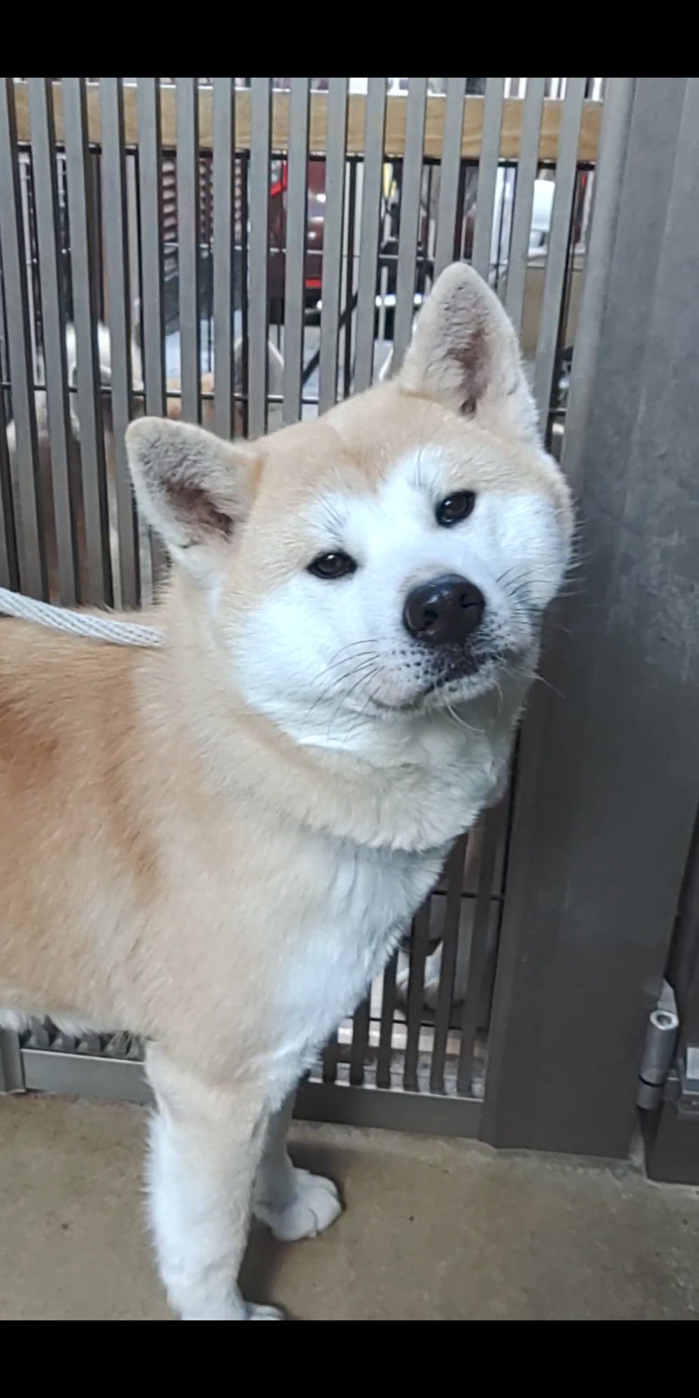 秋田犬メス1才」愛知県 - 犬の里親募集(507615) :: ペットのおうち