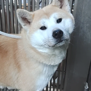 秋田犬メス1才