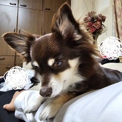 背景に花を背負ってみた