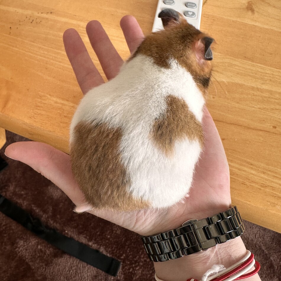 はむちーずのカバー写真