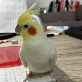 オカメインコの里親を募集しています。