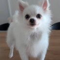 ホワイトポメラニアン女の子