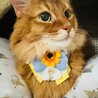 りんどんにゃん