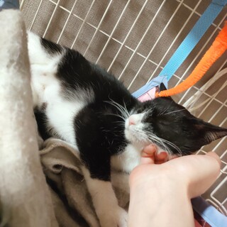 （更新）生後6ヶ月のハチワレ♀はっちゃん