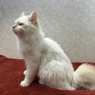 ヒマラヤン？？？青い瞳！社交的な甘えんぼ❤クスクス