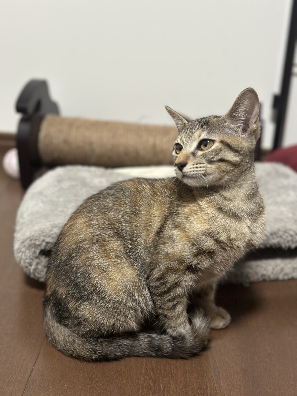 キジトラ メス 3ヶ月の」沖縄県 - 猫の里親募集(507627) 2枚目の