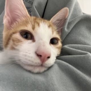 茶白のオス 3ヶ月 座ると膝の上に乗ってきます