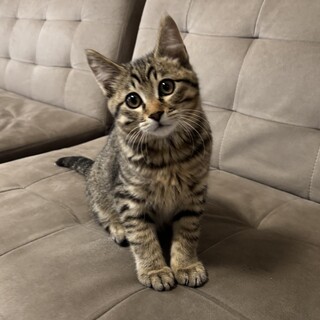 ⭐︎可愛いキジトラ男の子⭐︎里親さん募集中！