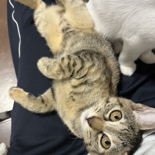 キジトラ メス 3ヶ月の甘えん坊です