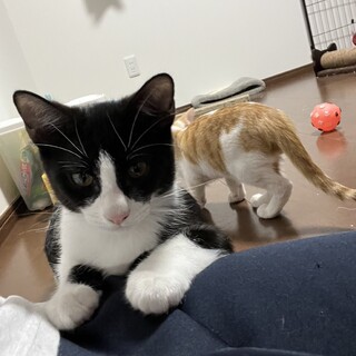 白黒 ハチワレ 3ヶ月 活発な甘えん坊です