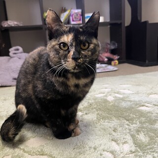 甘えん坊のサビ猫の女の子5ヶ月