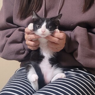 おててにスリスリ女の子♡こぱんちゃん