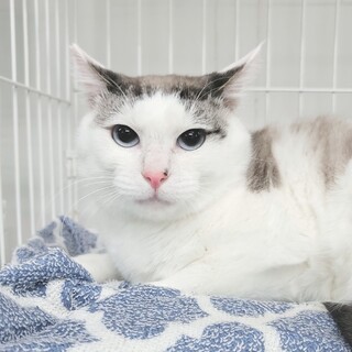 綺麗なブルーアイ♡甘えん坊のバニ君