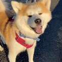 おっとりなイケメン「秋田犬ランガ」