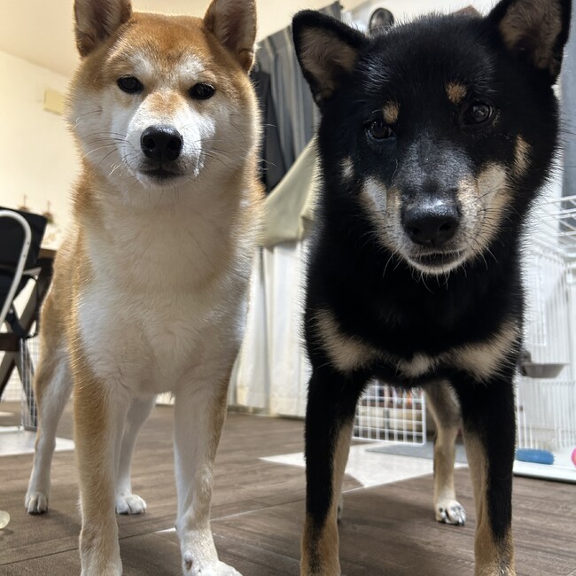 tamamochaのカバー写真