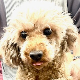 プードルの女の子