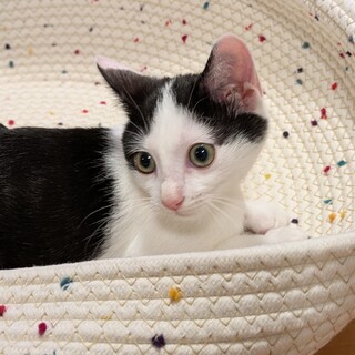 おっとりマイペースな甘えん坊いちごくん