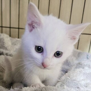 可愛い仔猫2ヶ月半です」大阪府 - 猫の里親募集(507661) :: ペットの