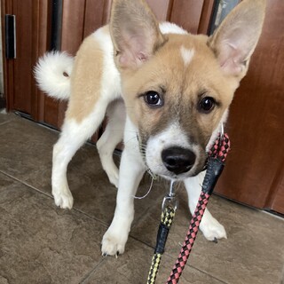 香川からレスキュー！人懐っこいソテツ君