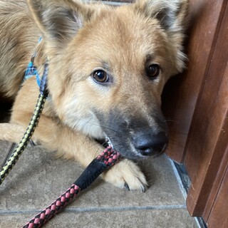 香川よりレスキュー　デンとしているシュロ君