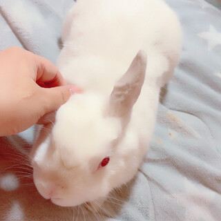 ネザー×ミニウサギのミックス1歳