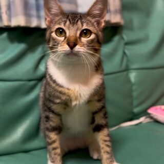 少しビビリ♡小顔でかわいい♡パレードちゃん