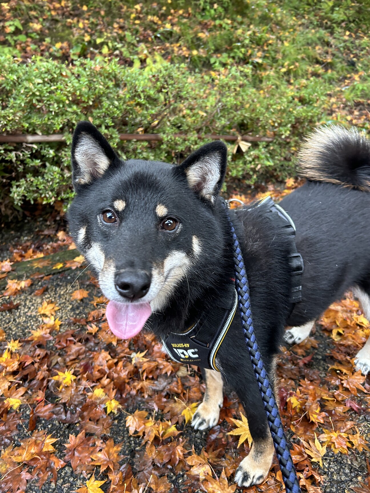 黒柴3歳ヤンチャです」兵庫県 - 犬の里親募集(507666) :: ペットの